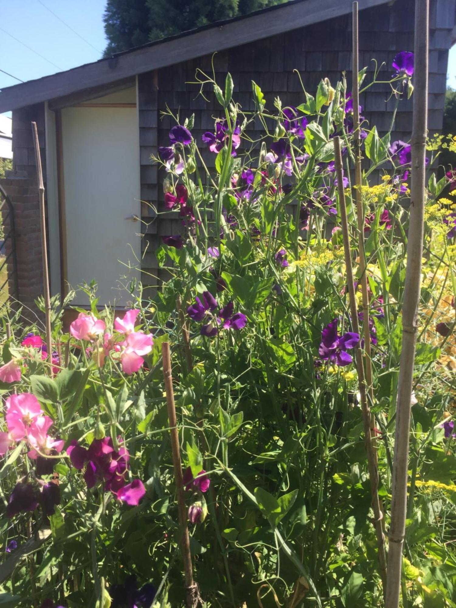 Estuary House Reflexology B&B Courtenay Eksteriør bilde